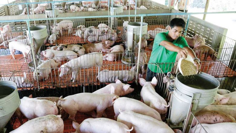 rising-cambodias-livestock-sector